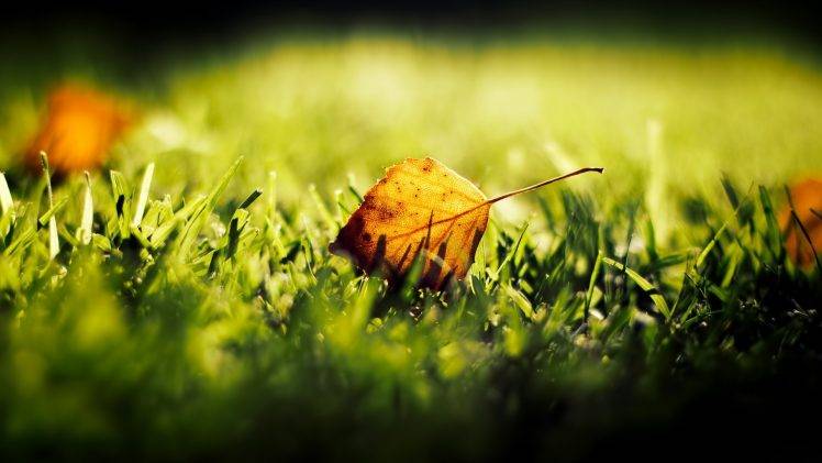 leaves, Grass, Macro HD Wallpaper Desktop Background