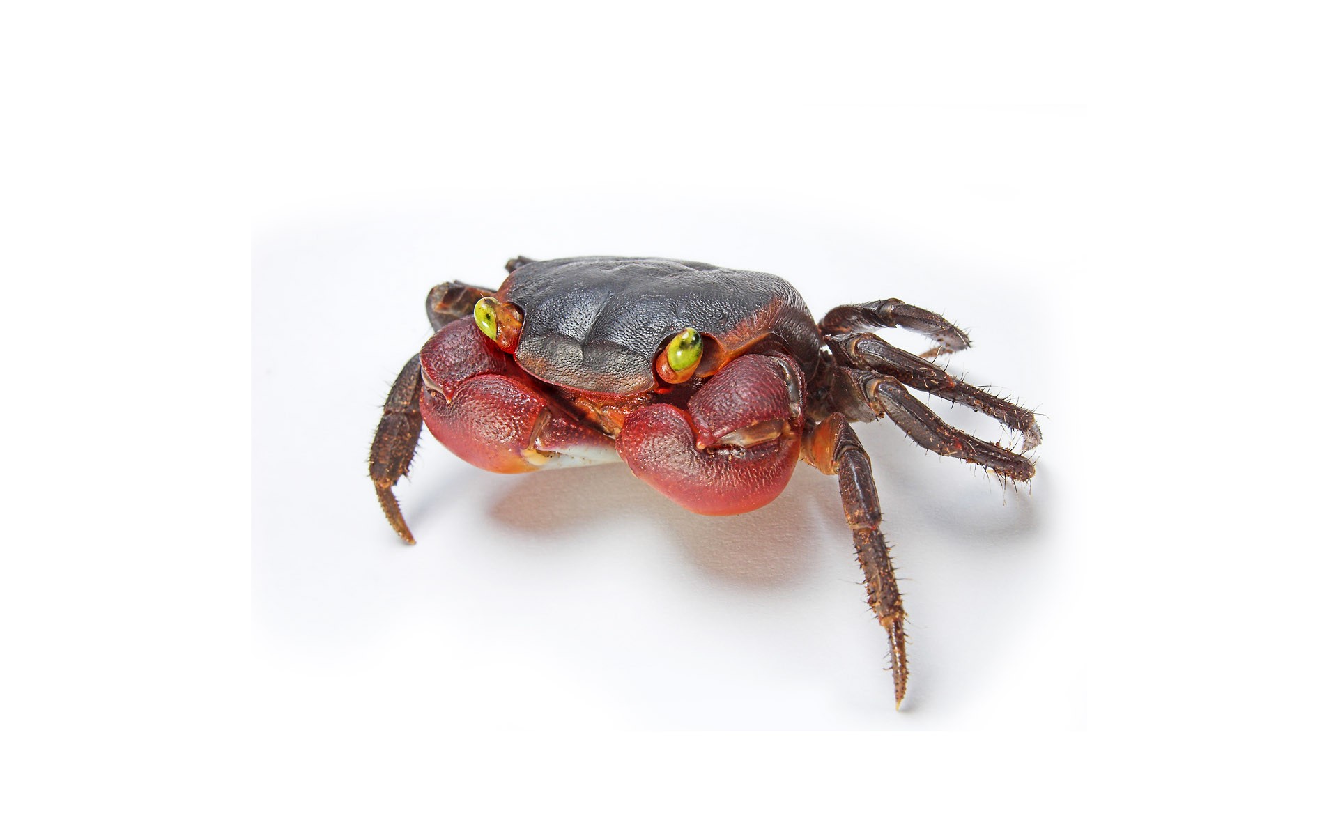 crabs, Crustaceans Wallpaper