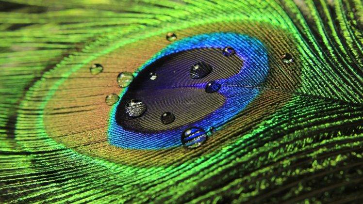 peacocks, Feathers, Water Drops HD Wallpaper Desktop Background