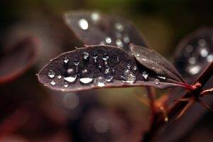 water Drops, Leaves, Macro