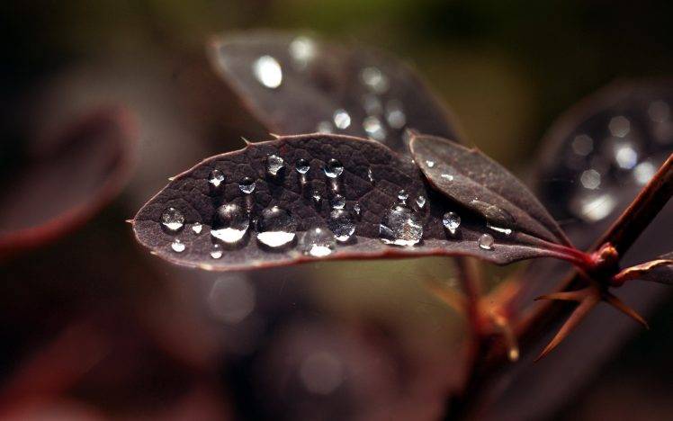 water Drops, Leaves, Macro HD Wallpaper Desktop Background