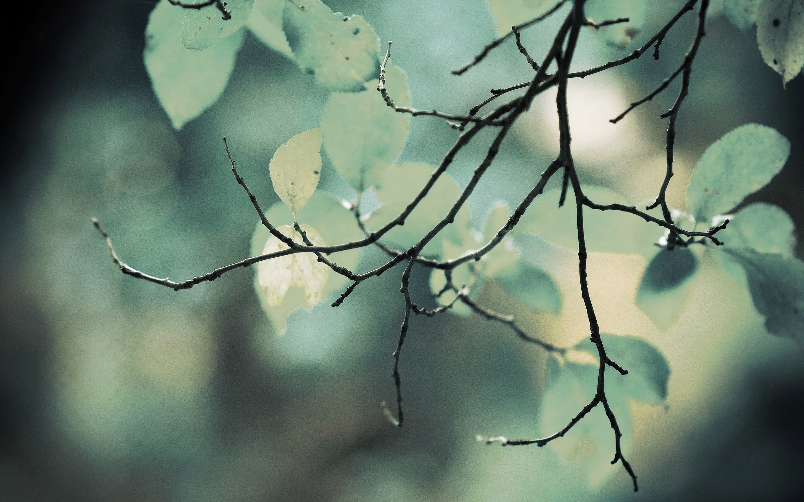 branch, Leaves, Macro Wallpaper