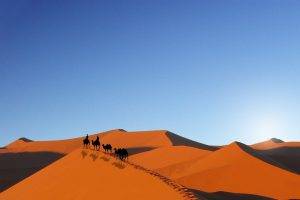 desert, Camels
