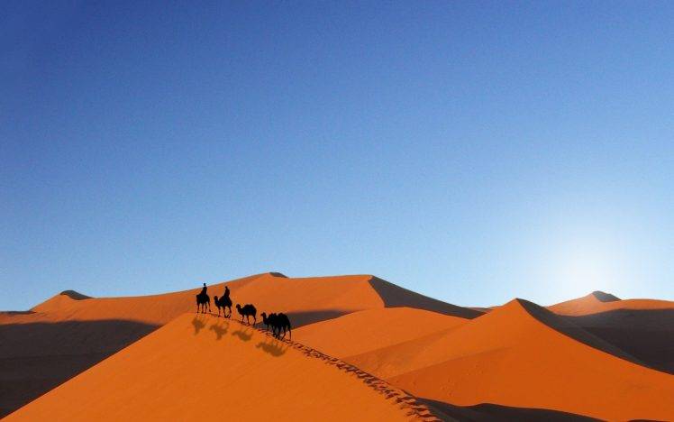 desert, Camels HD Wallpaper Desktop Background