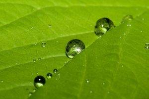 leaves, Water Drops, Macro