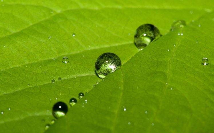 leaves, Water Drops, Macro HD Wallpaper Desktop Background