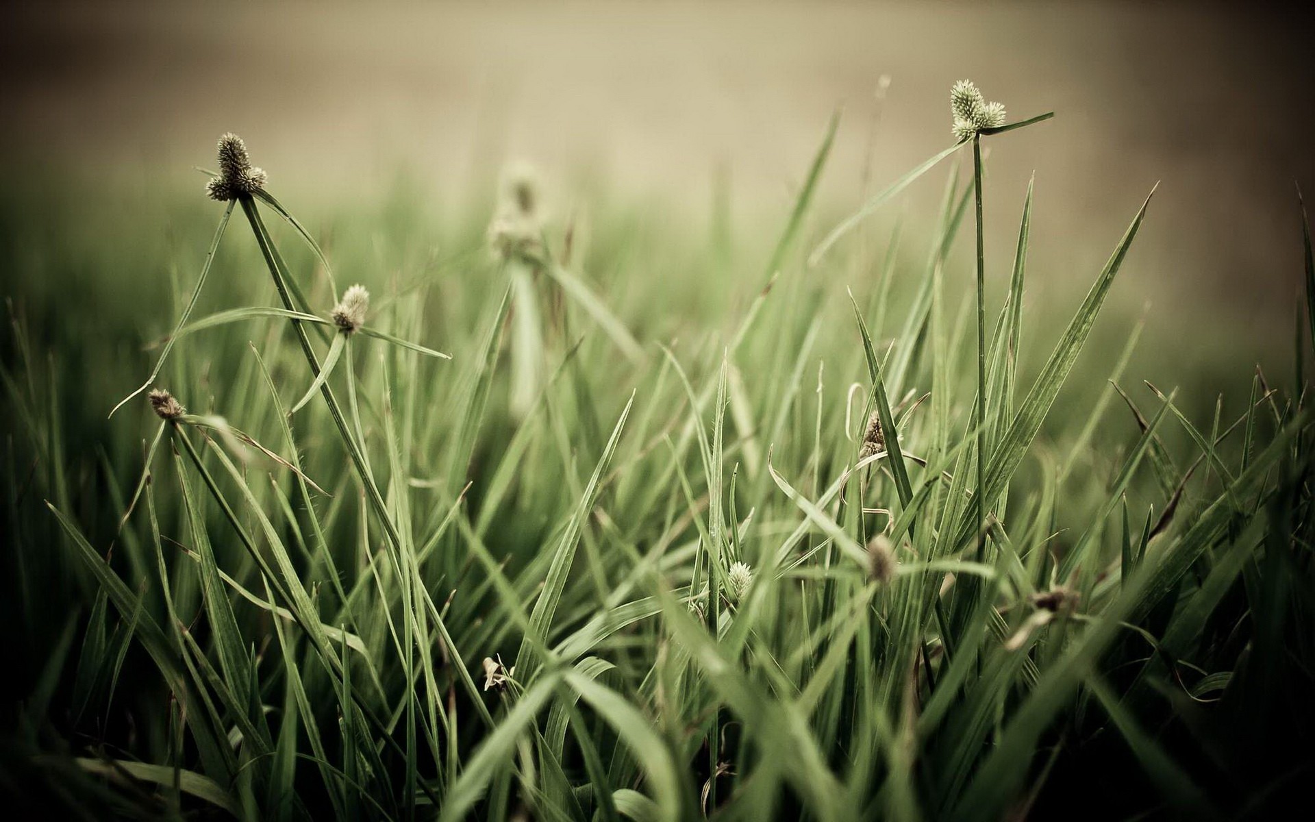 grass, Macro Wallpaper