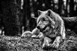 wolf, Forest