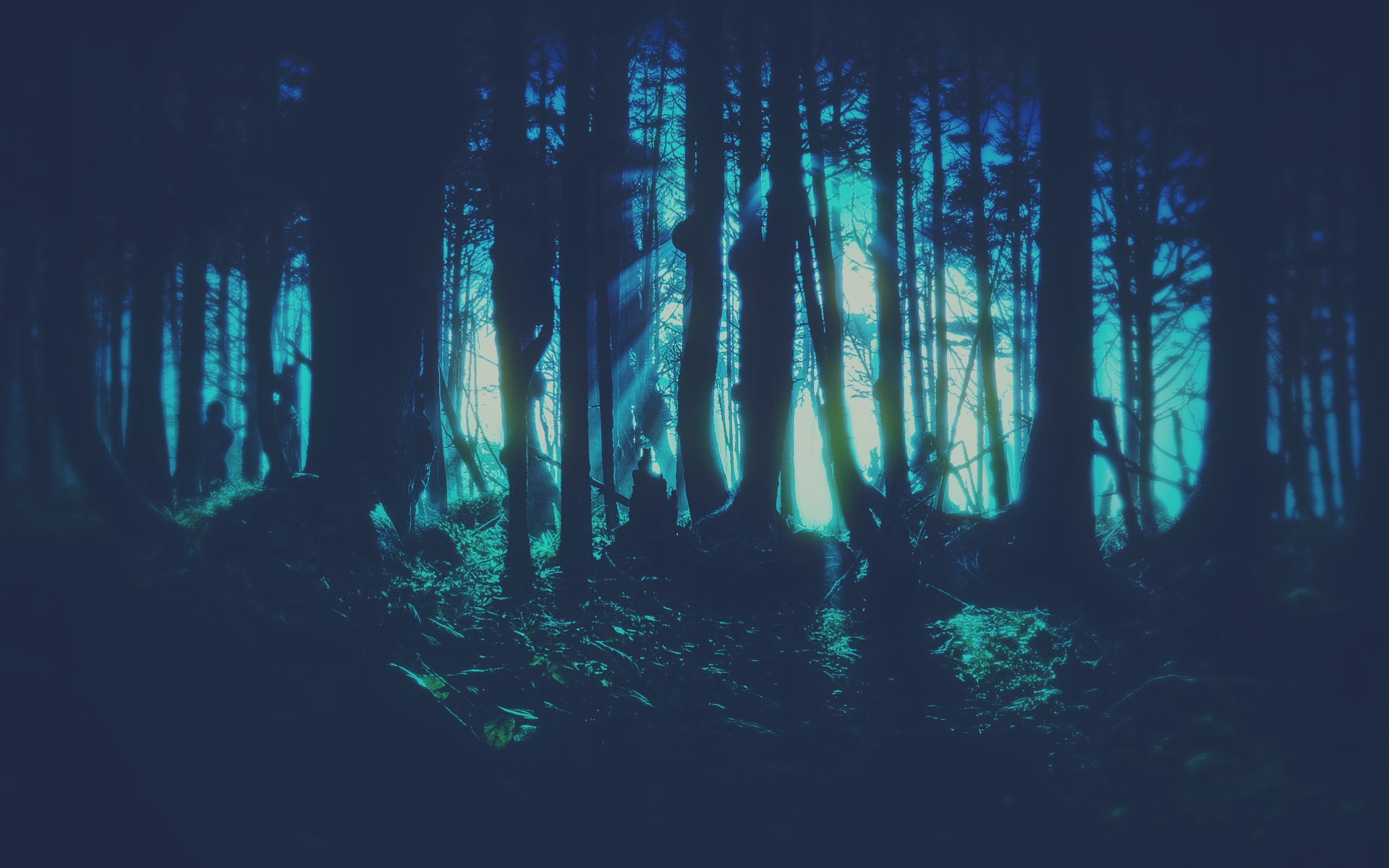 forest, Trees Wallpaper