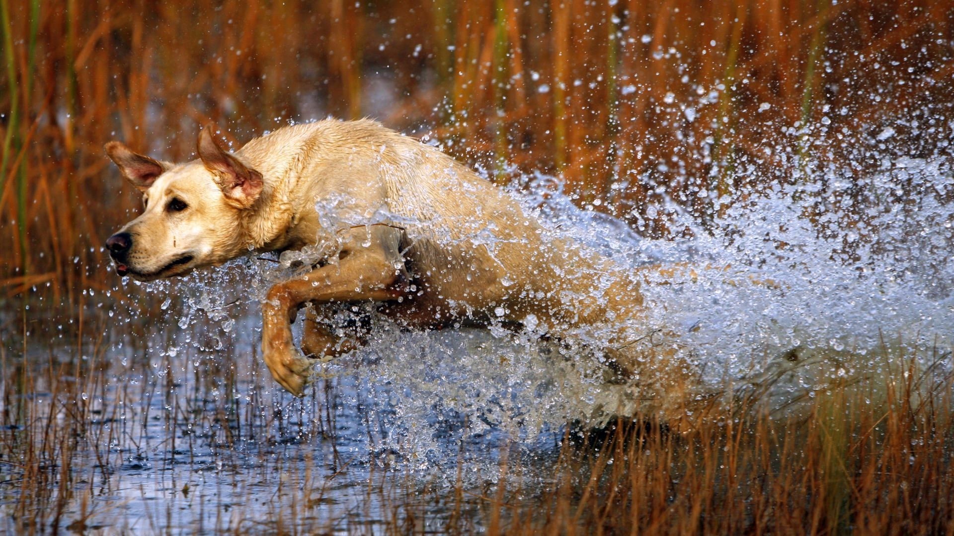 dog Wallpaper