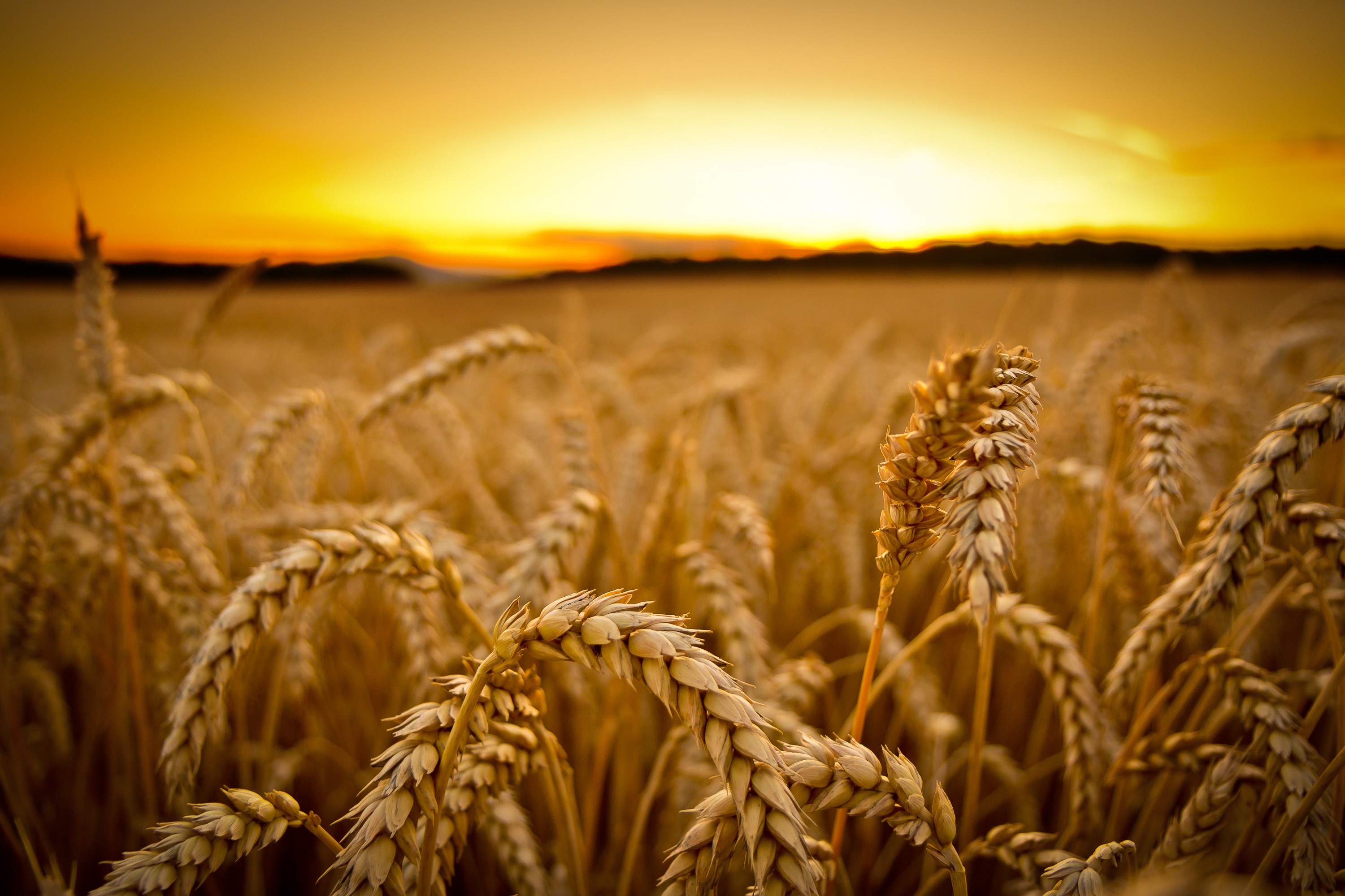 field, Sunset, Macro, Wheat, Depth Of Field Wallpaper