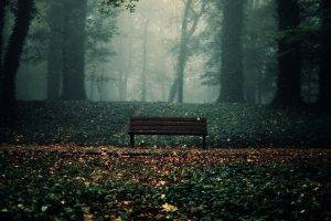 bench, Trees, Forest, Leaves
