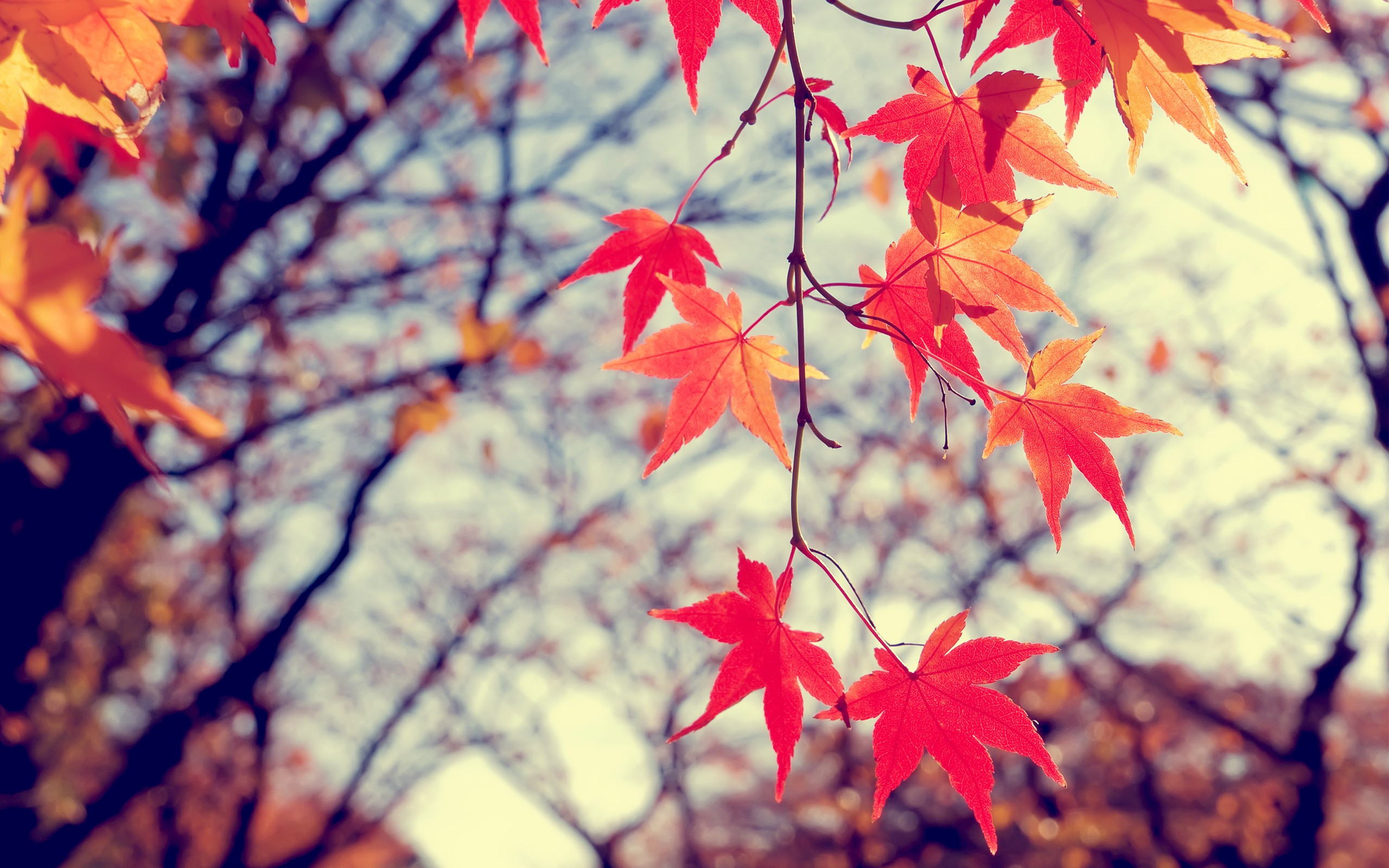 Ubuntu, Leaves Wallpaper