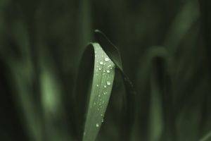 grass, Water Drops