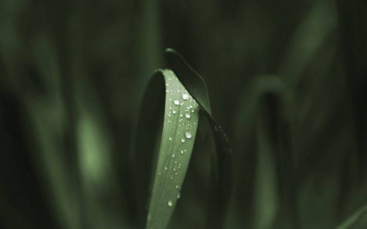 grass, Water Drops HD Wallpaper Desktop Background