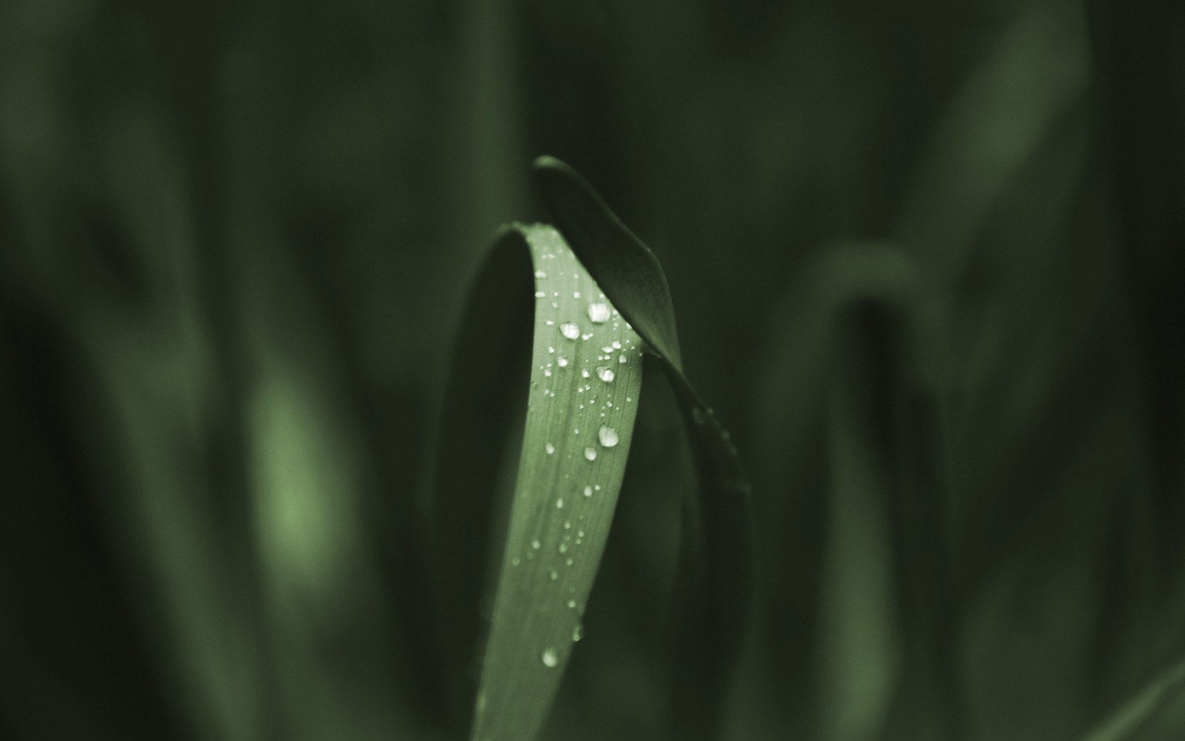 grass, Water Drops Wallpaper