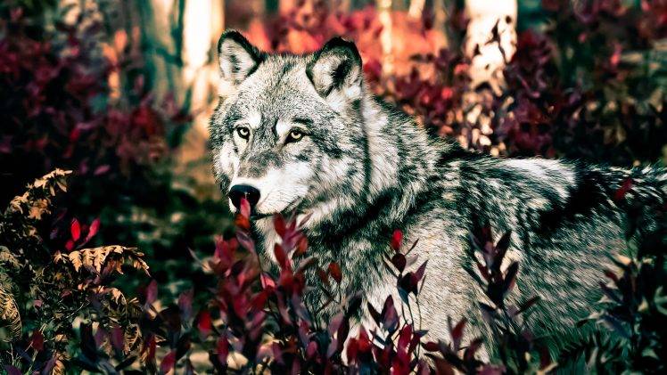 wolf, Forest HD Wallpaper Desktop Background
