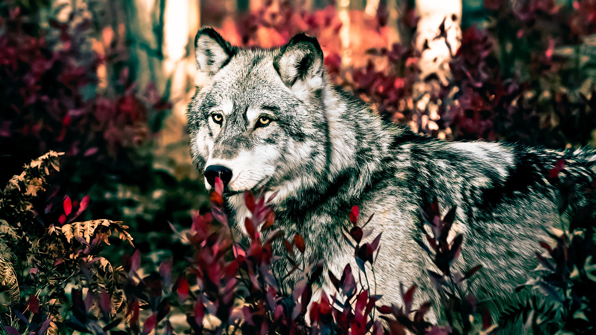 wolf, Forest Wallpaper