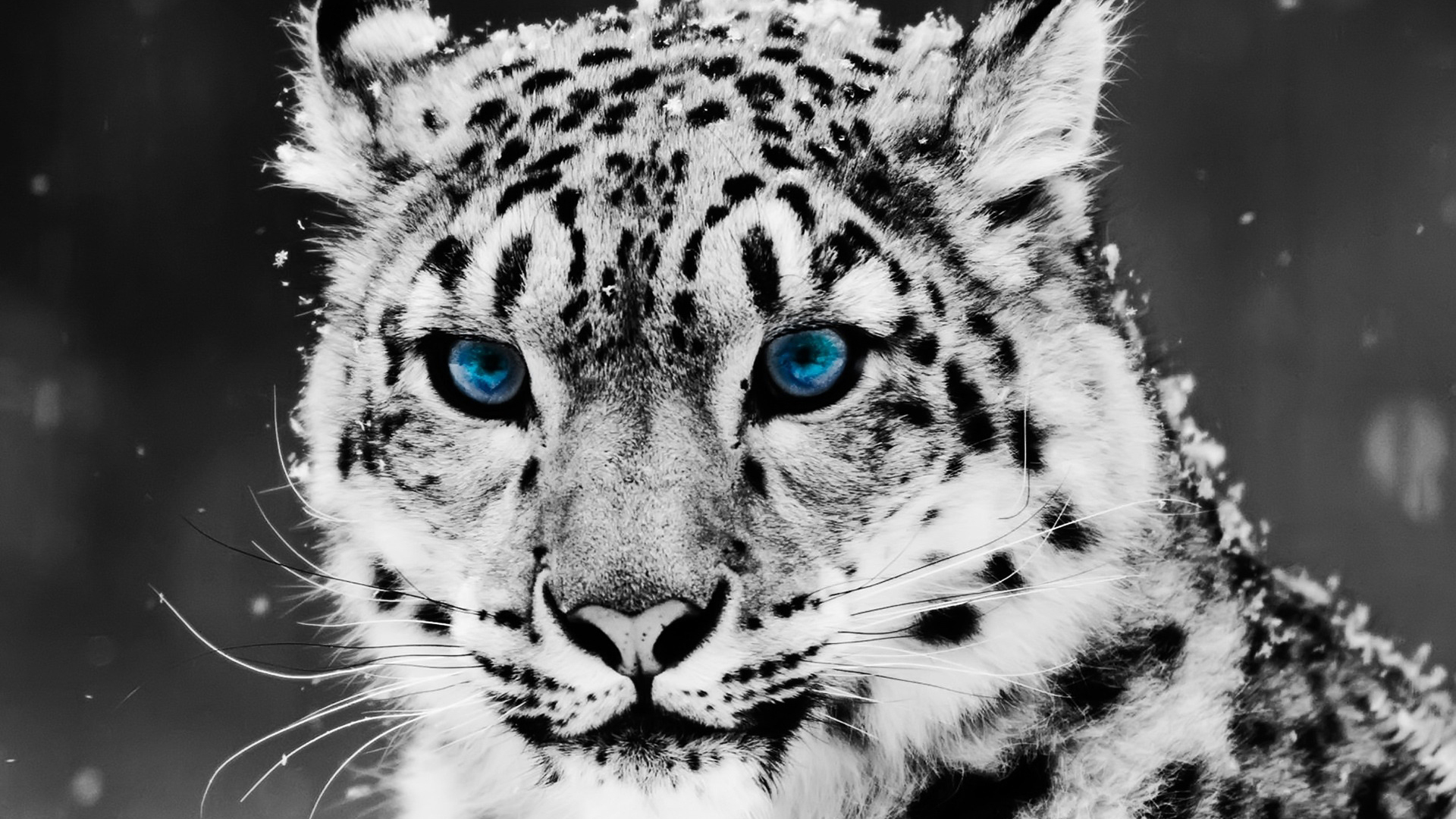 selective Coloring Wallpaper