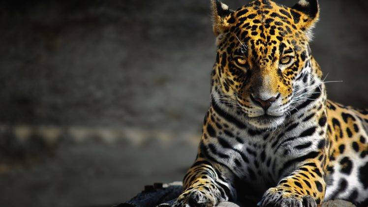 jaguars HD Wallpaper Desktop Background