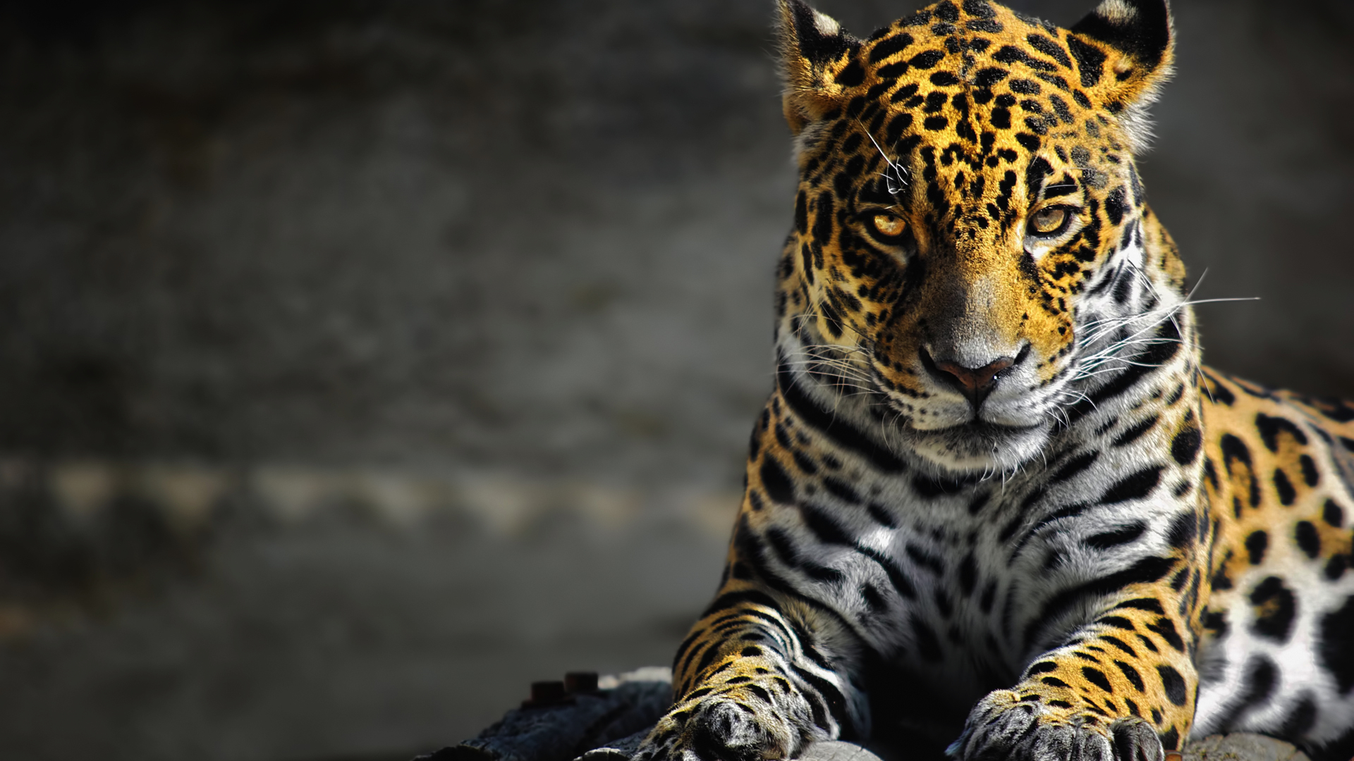 jaguars Wallpaper