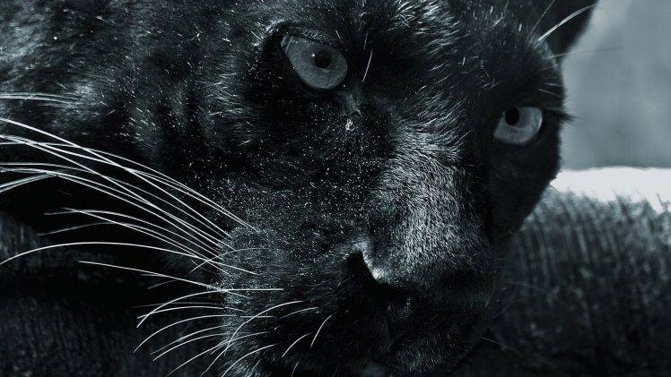 panthers HD Wallpaper Desktop Background