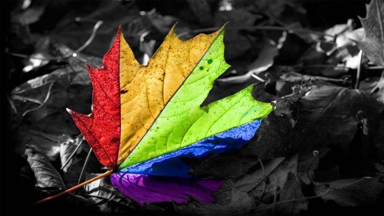 leaves, Selective Coloring HD Wallpaper Desktop Background