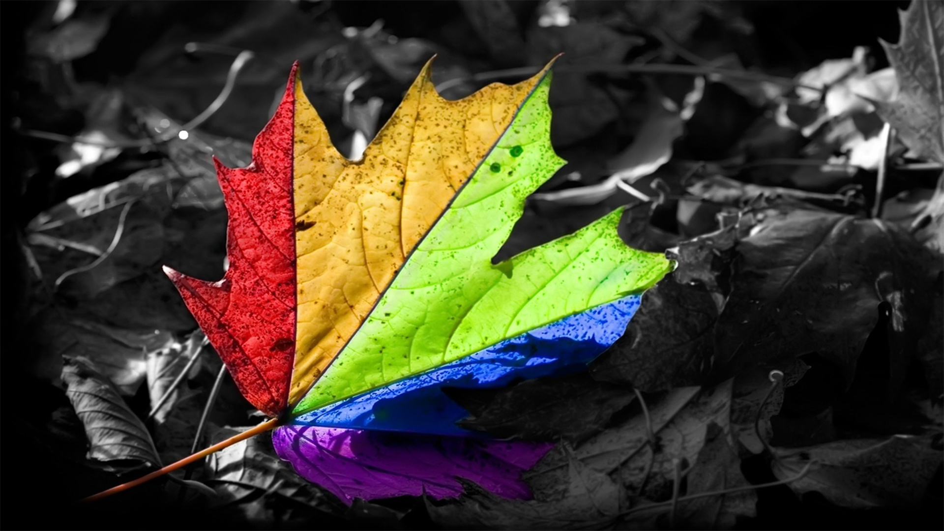 leaves, Selective Coloring Wallpaper