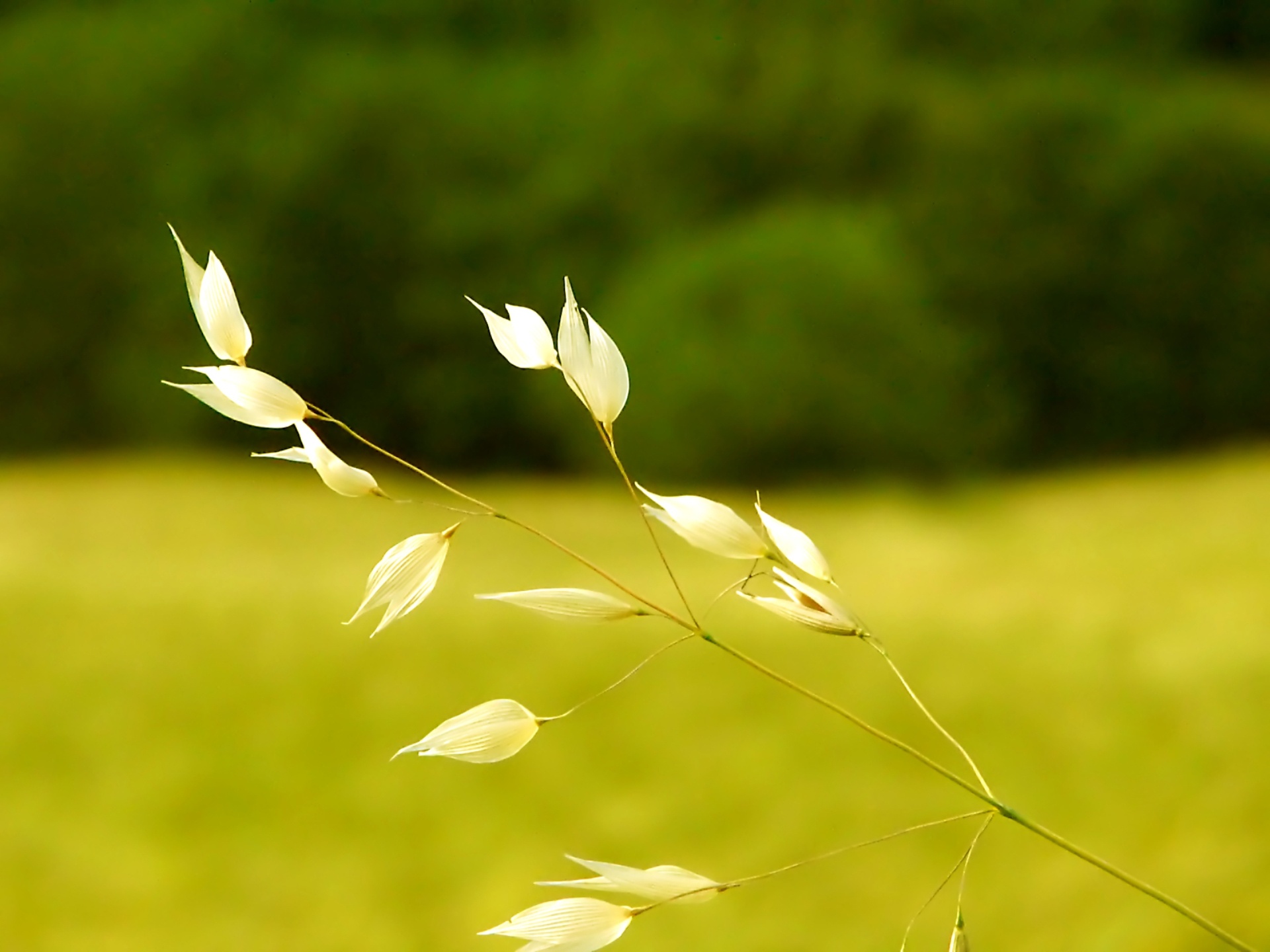 field Wallpaper