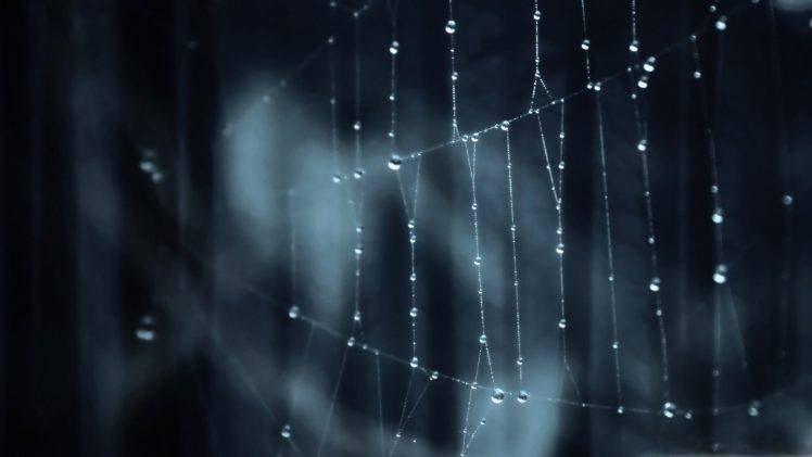 spiderwebs HD Wallpaper Desktop Background