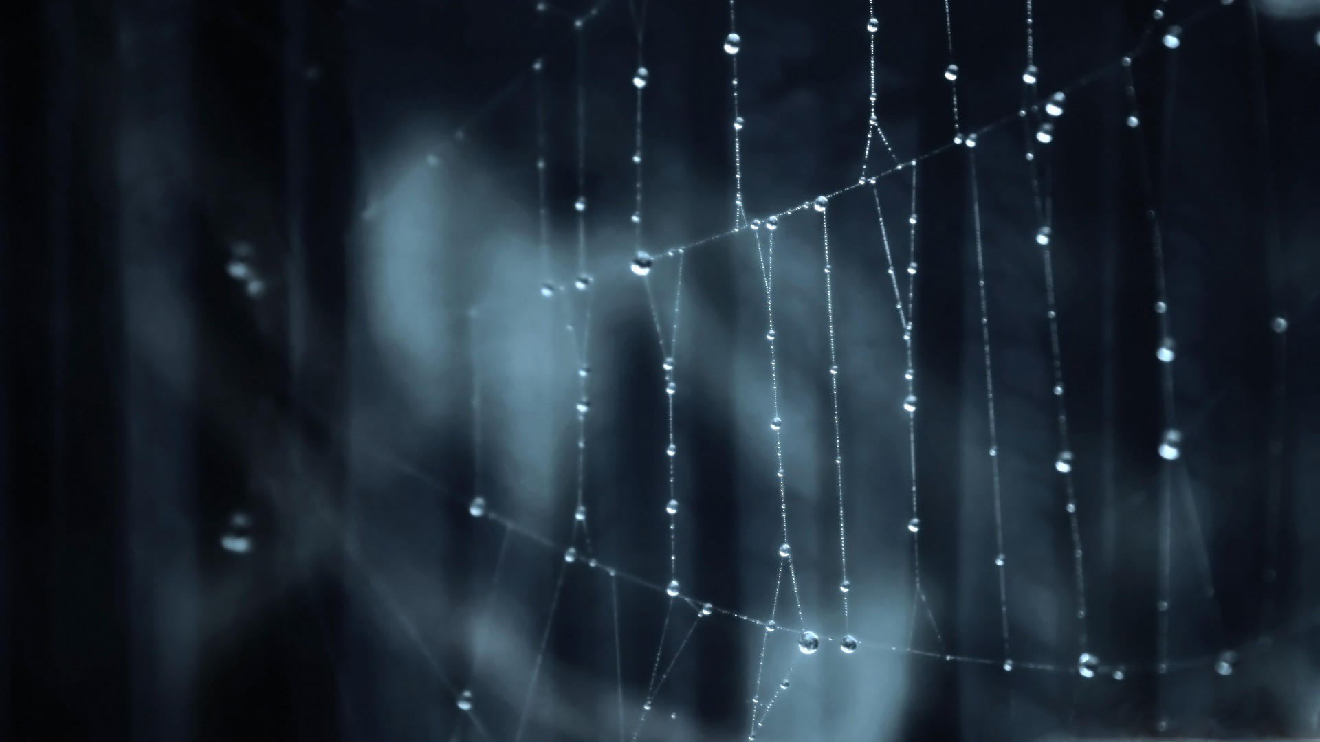 spiderwebs Wallpaper