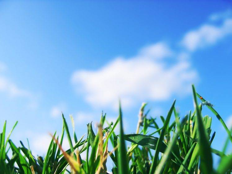 grass, Depth Of Field, Sky HD Wallpaper Desktop Background