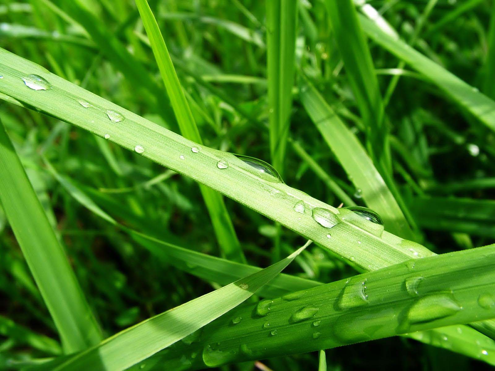 grass Wallpaper
