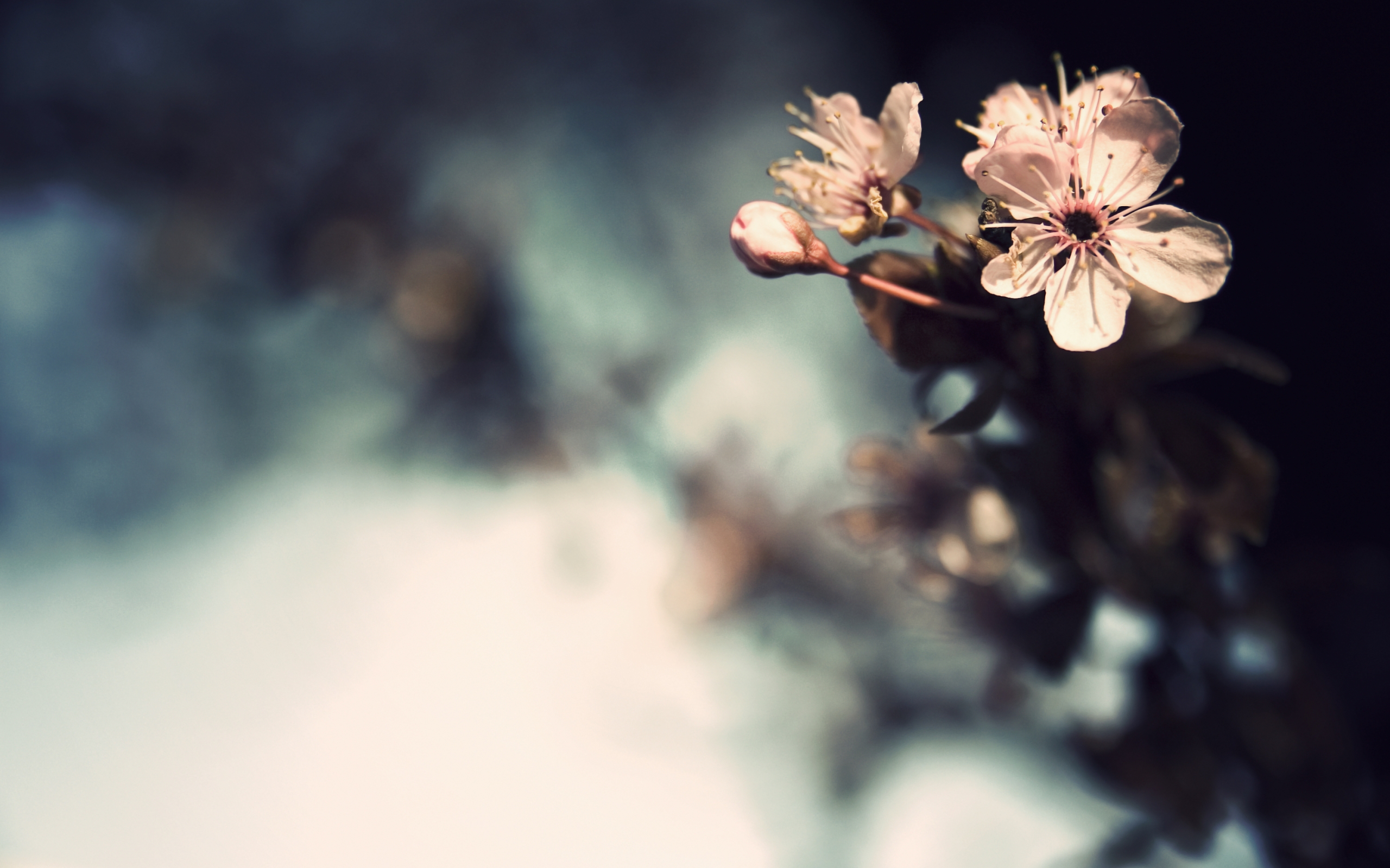 blossoms Wallpaper