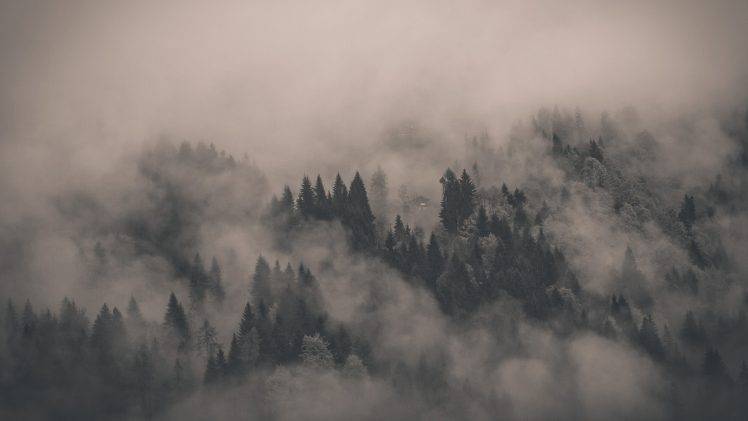 clouds, Alone, Forest HD Wallpaper Desktop Background