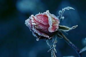 rose, Frost, Macro