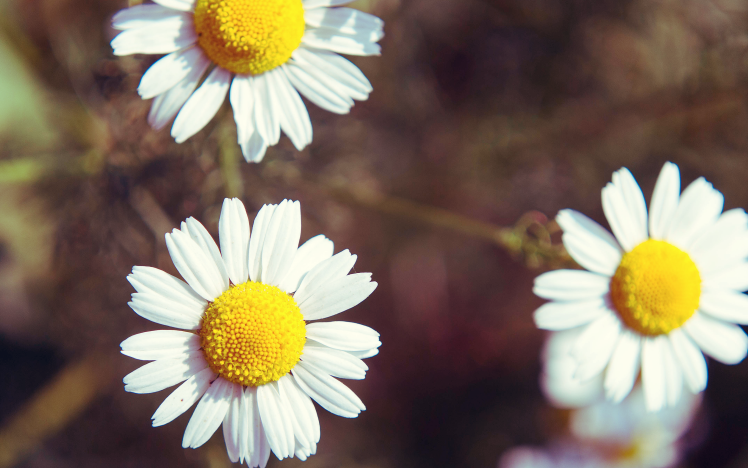 daisies HD Wallpaper Desktop Background