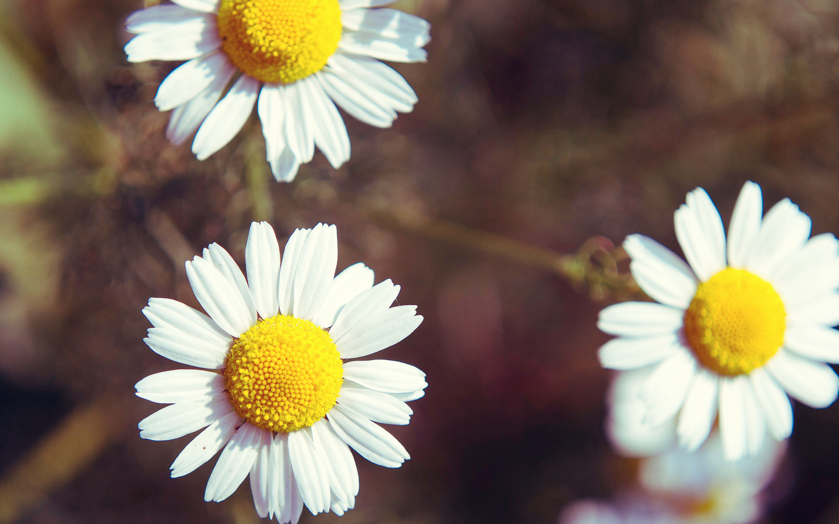 daisies Wallpaper