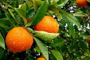 orange (fruit), Fruit, Leaves