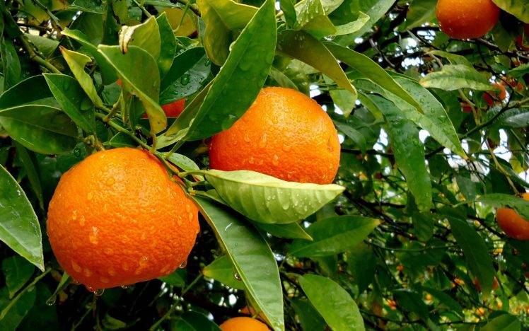 orange (fruit), Fruit, Leaves HD Wallpaper Desktop Background