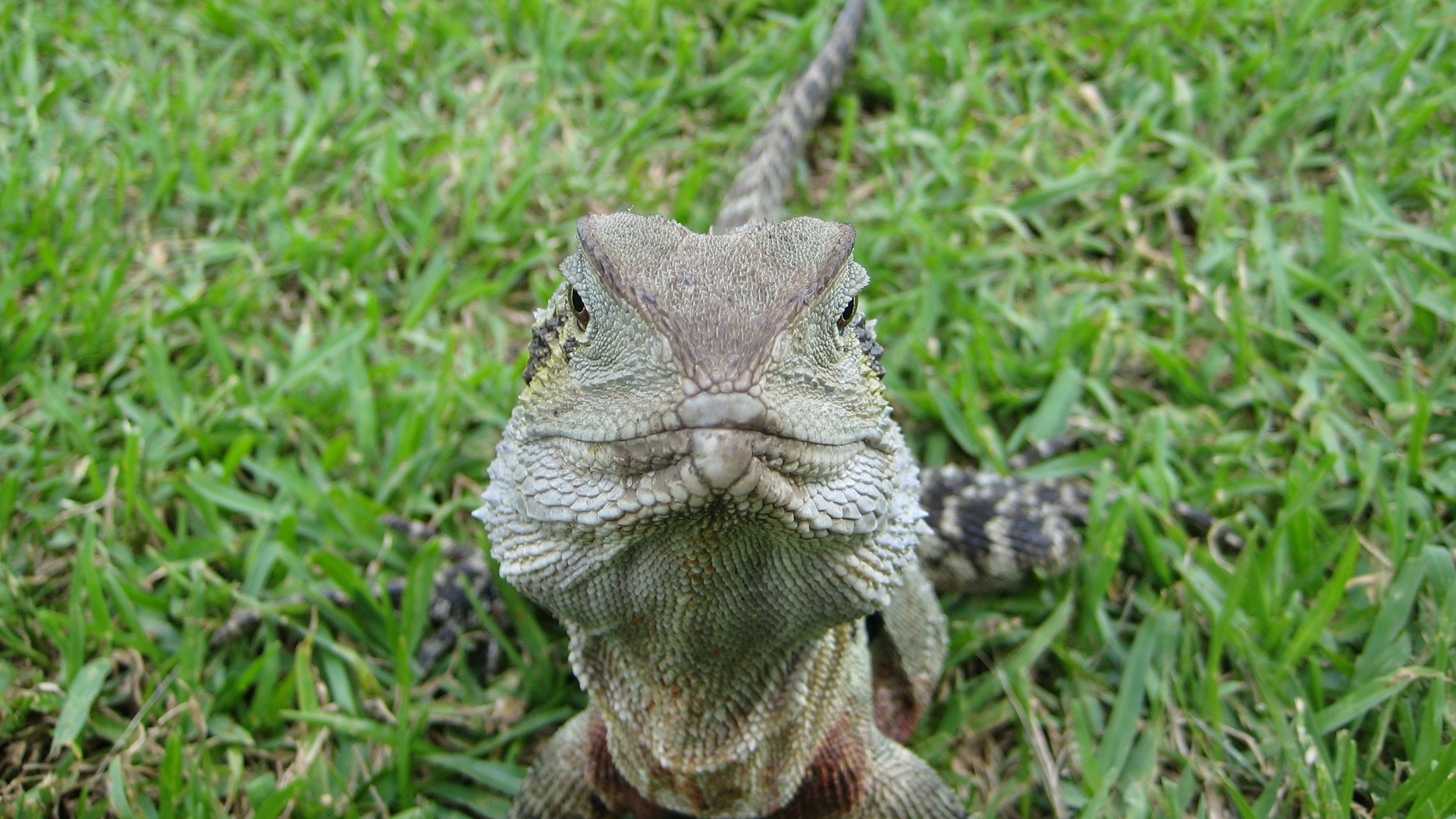 Australian Water Dragon Wallpaper