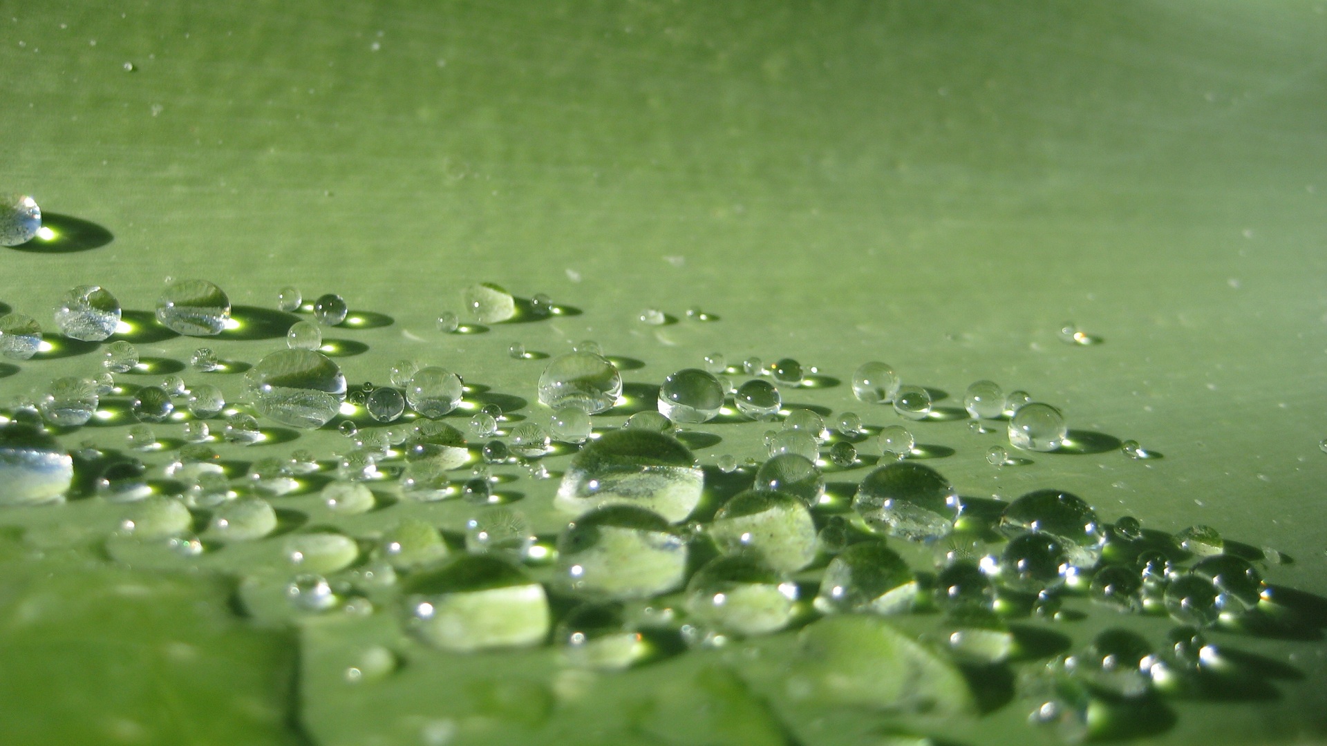 water Drops, Macro Wallpaper