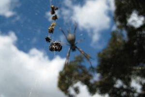 golden Silk Orb weaver, Spider, Macro