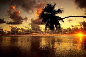 sunset, Sea, Palm Trees