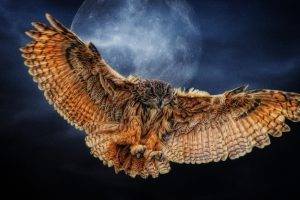 owl, Moon, Wings