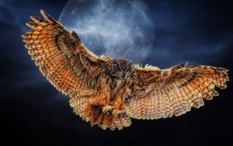 owl, Moon, Wings HD Wallpaper Desktop Background