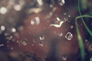 macro, Spiderwebs, Water Drops