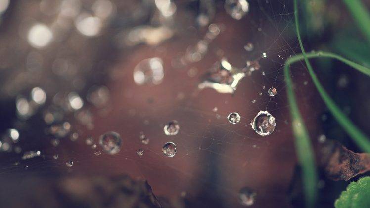 macro, Spiderwebs, Water Drops HD Wallpaper Desktop Background