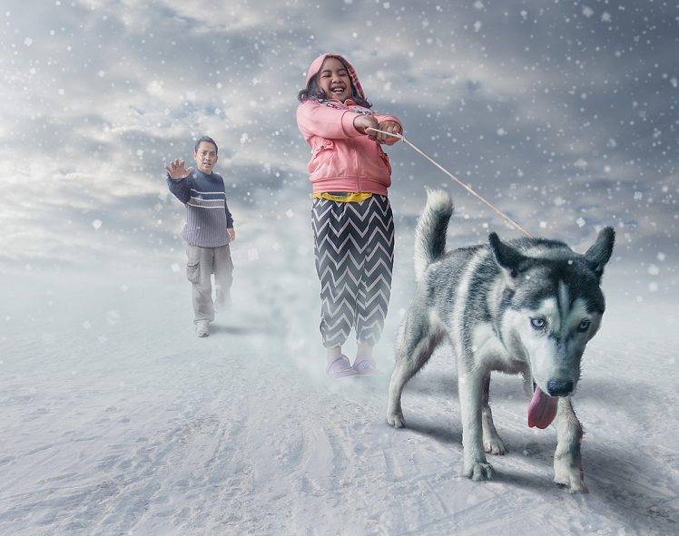 snow, Dog HD Wallpaper Desktop Background
