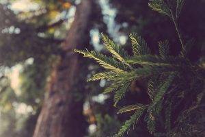 macro, Leaves, Redwood